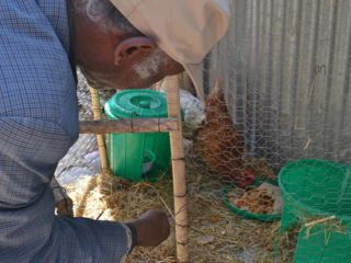 elder-feeding-the-chickens.jpg