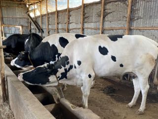 dairy-cows-school-Ethiopia