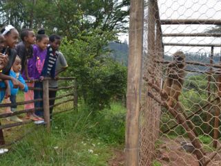 field-trip-monkey-at-the-zoo.jpg