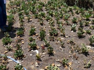 withered-crops-ethiopia